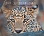 The Indian Leopard - Preview