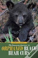 The Innocent Journey Of Orphaned Black Bear Cubs