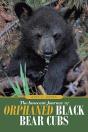 The Innocent Journey Of Orphaned Black Bear Cubs - Preview