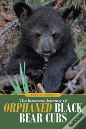 The Innocent Journey Of Orphaned Black Bear Cubs