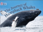 The Journey Of Humpback Whales - Preview