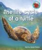 The Life Cycle Of A Turtle - Preview