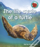 The Life Cycle Of A Turtle