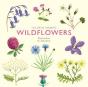 The Little Guide To Wildflowers - Preview