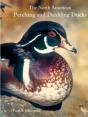 The North American Perching And Dabbling Ducks - Preview