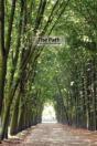 The Path Book Ii - Preview