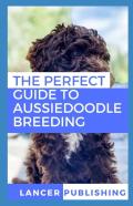 The Perfect Guide To Aussiedoodle Breeding