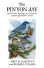 The Pinyon Jay - Preview
