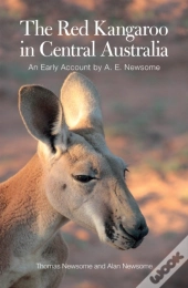 The Red Kangaroo In Central Australia
