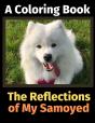 The Reflections Of My Samoyed - Preview
