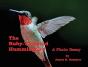 The Ruby-Throated Hummingbird - Preview