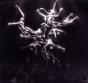 The Silver Tree - CD - Preview