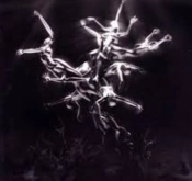 Capa do artigo The Silver Tree - CD