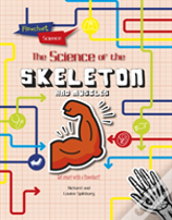 The Skeleton And Muscles