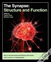 The Synapse