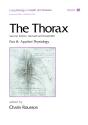 The Thorax, ---Part B - Preview