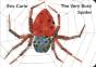 The Very Busy Spider - Preview
