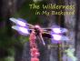 The Wilderness In My Backyard - Preview