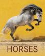 The World's Most Beautiful Horses - Preview
