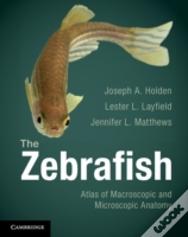 The Zebrafish