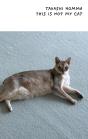 This Is Not My Cat - Preview