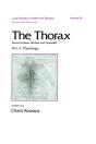 Thorax -- Part A - Preview