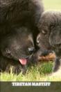 Tibetan Mastiff - Preview