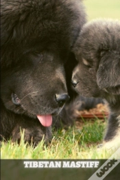 Capa do artigo Tibetan Mastiff