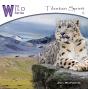 Tibetan Spirit - CD - Preview