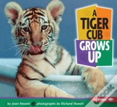 Tiger Cub Grows Up