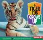Tiger Cub Grows Up - Preview