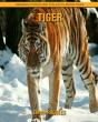 Tiger - Preview