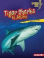 Tiger Sharks In Action - Preview