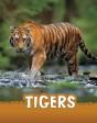 Tigers - Preview