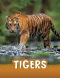 Tigers - Preview