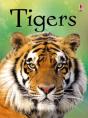 Tigers - Preview