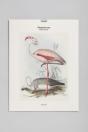 Tirage Bnf : Flamant Rose - Preview