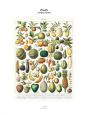 Tirage : Fruits - Preview