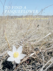 Capa do artigo To Find A Pasqueflower