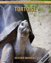 Capa do artigo Tortoise