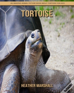 Capa do artigo Tortoise