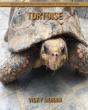 Tortoise - Preview