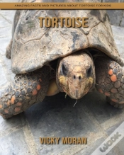Capa do artigo Tortoise