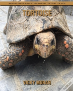 Capa do artigo Tortoise