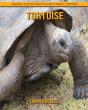 Tortoise - Preview