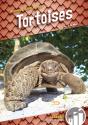 Tortoises - Preview