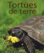Tortues De Terre - Preview