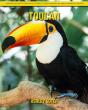 Toucan - Preview