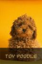 Toy Poodle - Preview