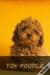 Capa do artigo Toy Poodle